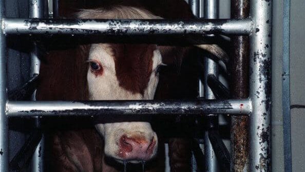 Islamic Concerns on Al-Jazeera: Vegetarianism