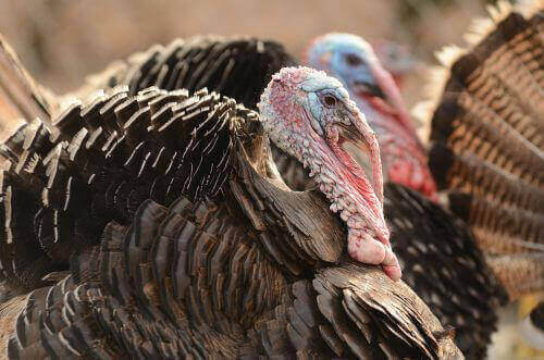 3730.turkey5.jpg