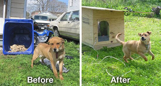 Fiesty the Dog Before and After