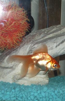 Does Your Goldfish Need a Sweater PETA