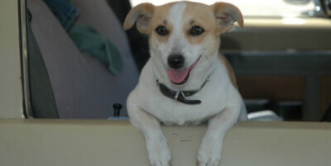 Travel By Car With Your Animal Companion