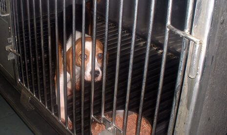 Laboratory Dog Breeder Shut Down | PETA