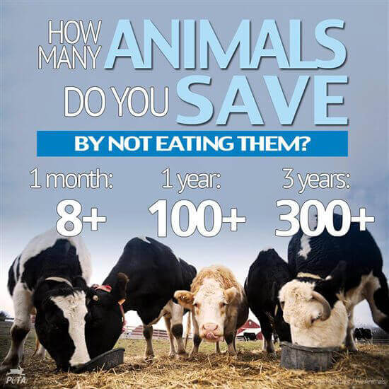 How Many Animals Have You Saved? Find Out! | PETA