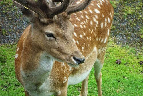 Court Allows Bowhunting, Deer Continue to Suffer