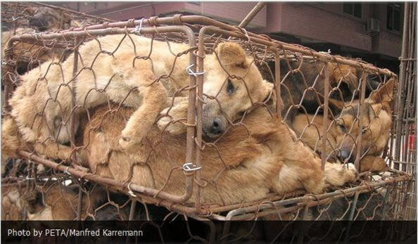 You Have the Power to Stop the Fur Trade | PETA You Have the Power to Stop the Fur Trade | PETA