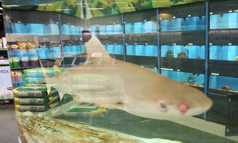 Sharks  Freed From Cramped Tanks  PETA