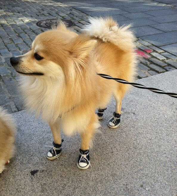 Burberry Dog Boots