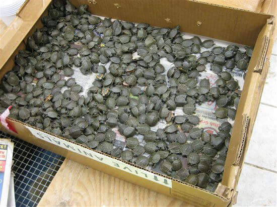 PETCO Tied to Chinese Turtle Meat Trade PETA