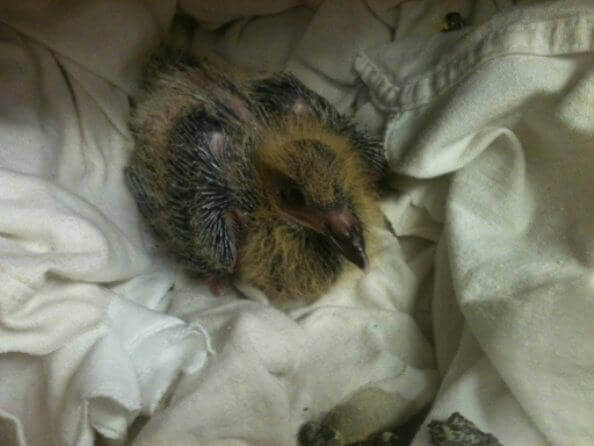 Orphaned Baby Bird Now Ready to Take Wing | PETA