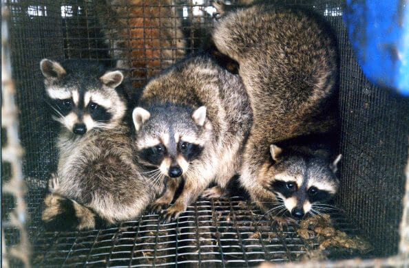 U.K. Style Writer Slams Kanye Over Fur and Skins | PETA