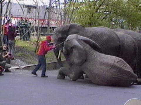 Elephants at Ringling Bros.