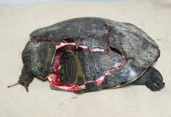 injured turtles crushed shells