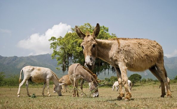 Send a Virtual Gift That Helps Animals