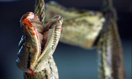 Snake finally beaten