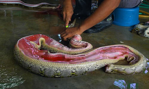 Do Snakes Feel Pain