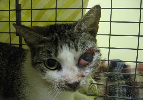 Is Upper Respiratory Infection Contagious From Cats To ...