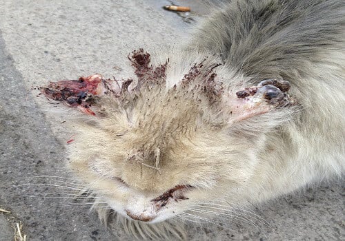 How Can I Treat My Cat's Ear Mites? - Cat Advice | Paws ...