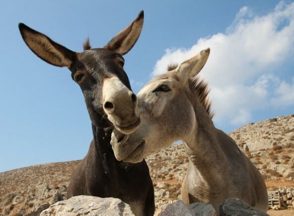 The 15 Happiest Animals Ever—RANKED! | PETA The 15 Happiest Animals Ever—RANKED! | PETA