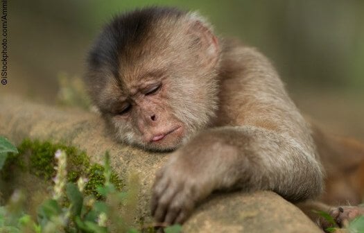 11 Things That Crystal the Monkey Would Rather Be Doing