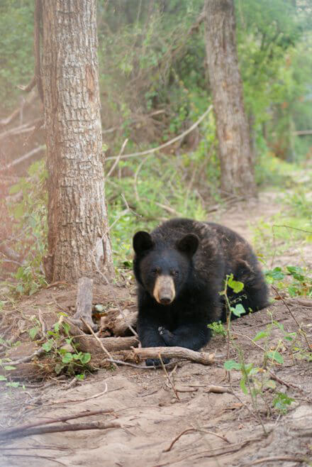 Victory! With Bear Pit Closed, Animals Get Real Retirement | PETA Victory! With Bear Pit Closed, Animals Get Real Retirement | PETA