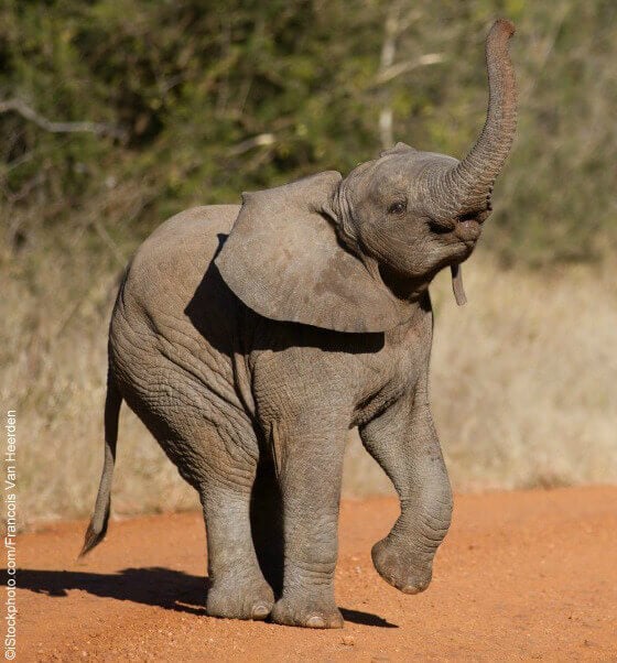 Cute Baby Elephants: Born to Be Wild! (Photos)