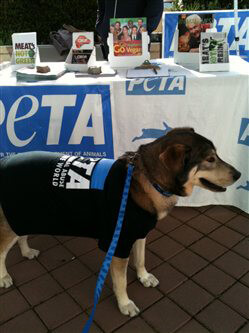Office Dogs Make Everyone Happy | PETA Office Dogs Make Everyone Happy | PETA