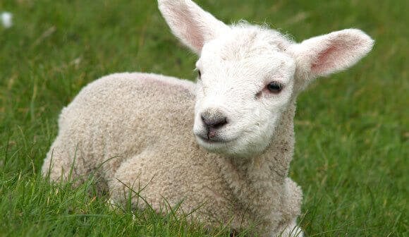 What’s Wrong With Wool?