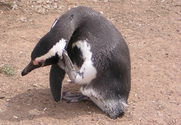 Prosperous Penguin on X: / X