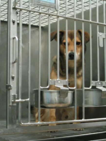 Dogs in Laboratories | PETA