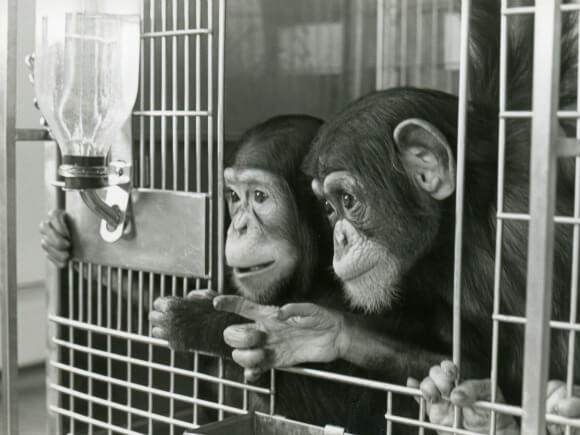Chimpanzees in Laboratories | PETA