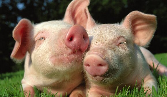 Why Pigs Should Be Friends, Not Food