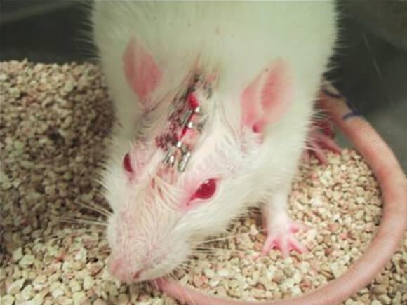 animal testing on rats and mice