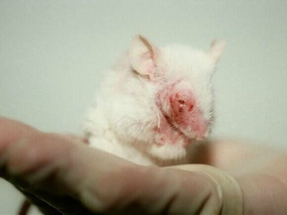Mice And Rats In Laboratories Peta,Napoleon Pastry Recipe