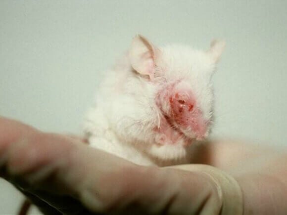 animal testing on rats and mice