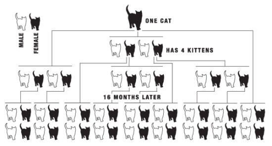 Cat Overpopulation Chart