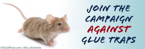 stock image of mouse and text urging people to join PETA's campaign against the use of glue traps