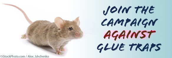 stock image of mouse and text urging people to join PETA