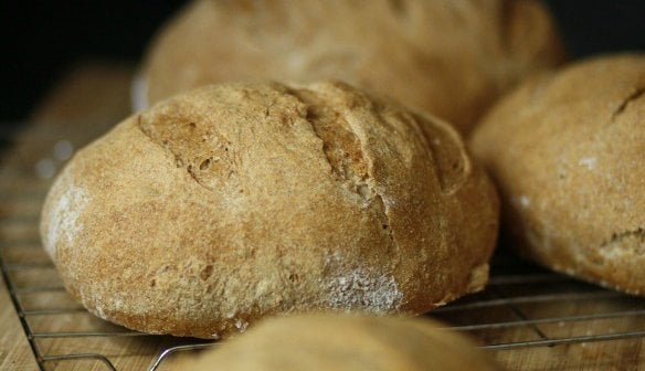 8 Surprising Things You Should Never Feed to Dogs or Cats