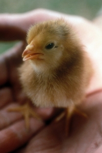 590_2D00_baby-chick5.jpg