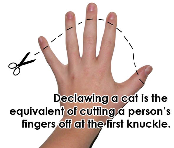 declawing diagram using human hand for emphasis