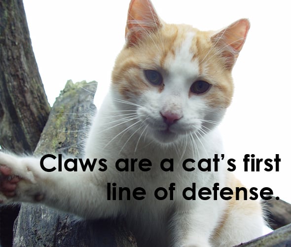 can you declaw a cat in virginia