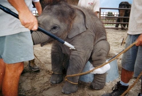 6138.large_2D00_ringlingboundbabieselephant.jpg
