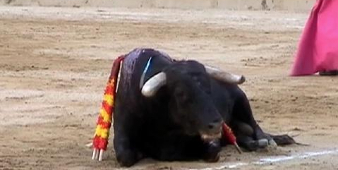 Patricia De León: Anti corrida de toros