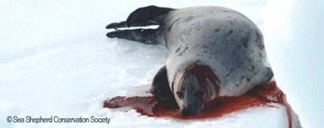 death teenager peta seals admits beating killing