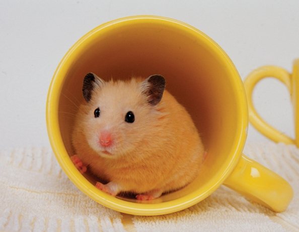 Dizzy the Hamster Gets Jazzy New Life 