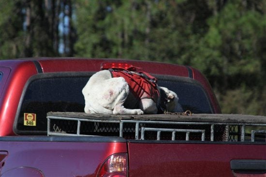 is it legal to have a dog in a truck bed in ontario