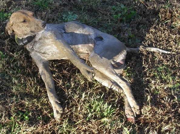 Dealing with Hunting Dog Injuries