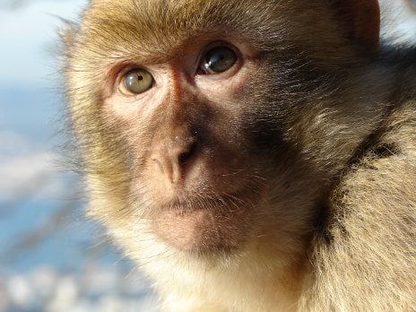Victory! 80 Monkeys Saved From Laboratory | PETA Victory! 80 Monkeys Saved From Laboratory | PETA