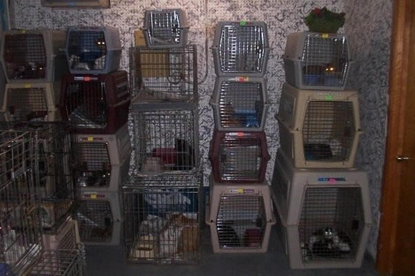 Animals kept in crates at a “no kill” shelter.