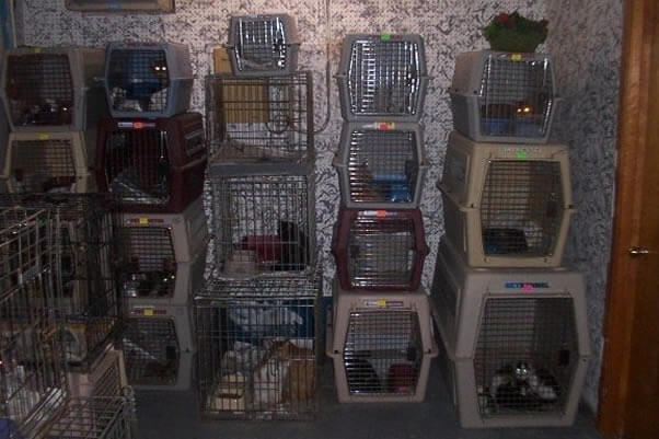animals kept in stacked crates at a "no-kill" shelter